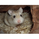 Hamster Nain ou Phodopus